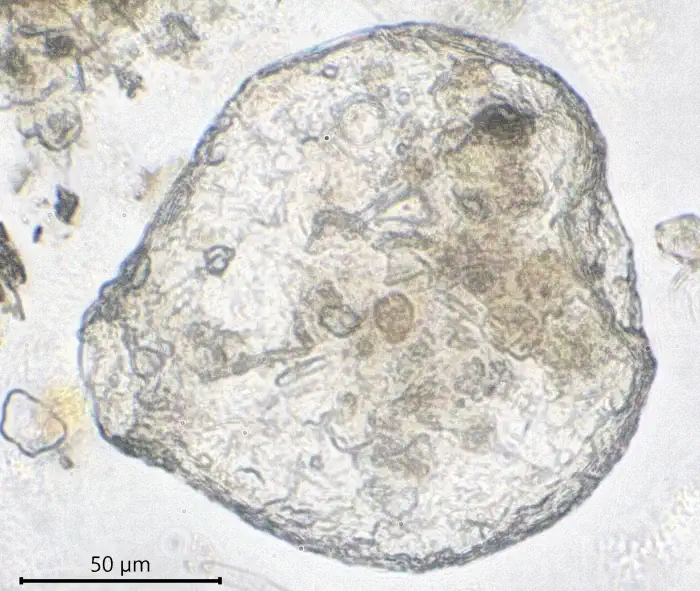 Argynnia lacustris